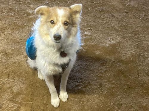 Winterkurs 204/2025 Bild 47  TRAINING SACRED DOG