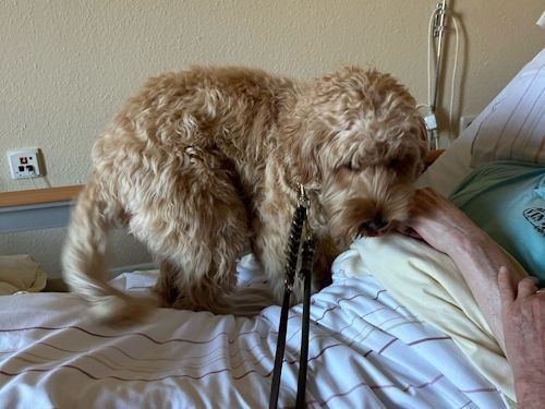 Winterkurs 204/2025 Bild 59 TRAINING SACRED DOG