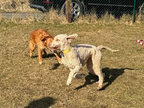 Winterkurs 204/2025 Bild 68 TRAINING SACRED DOG