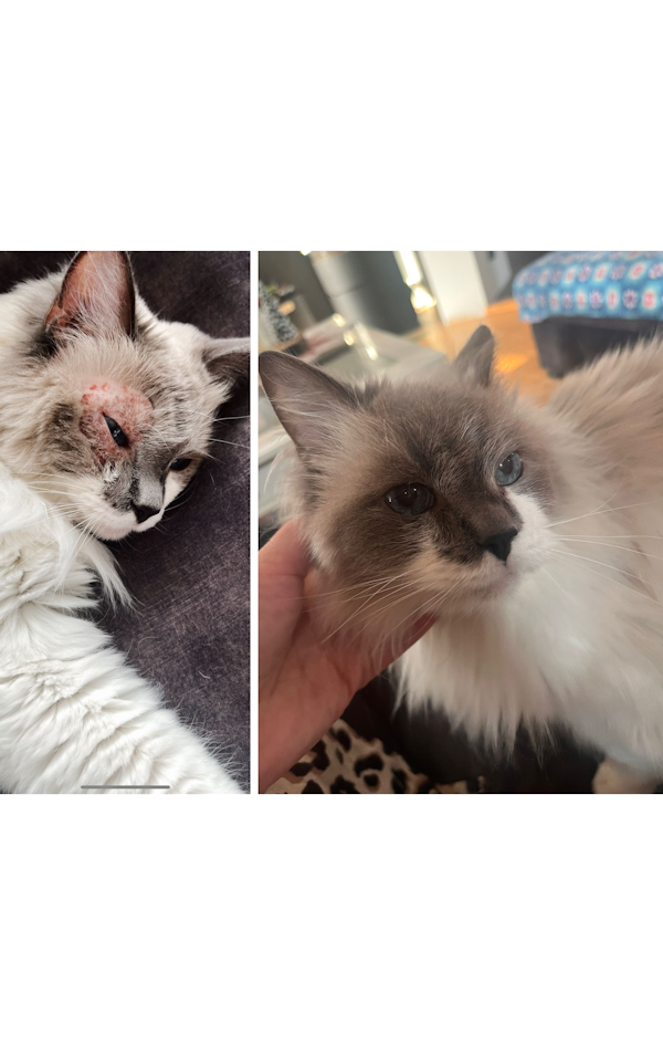 Katze einer Kundin.