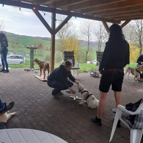 Sommerkurs 2023 Bild 2 TRAINING SACRED DOG