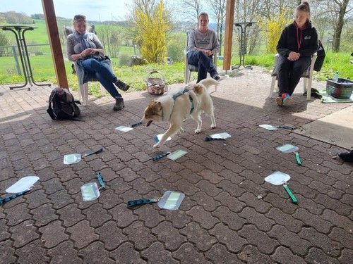 Sommerkurs 2023 Bild 8 TRAINING SACRED DOG