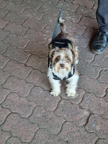 Sommerkurs 2023 Bild 44 TRAINING SACRED DOG