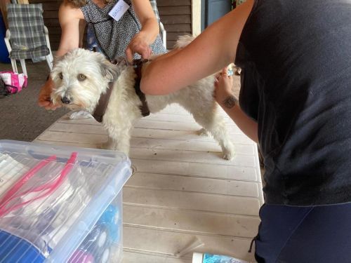 Sommerkurs 2023 Bild 45 TRAINING SACRED DOG