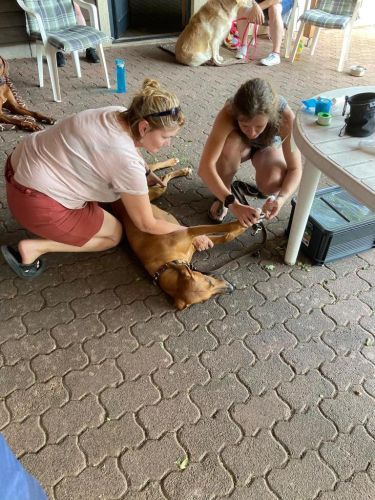 Sommerkurs 2023 Bild 47 TRAINING SACRED DOG