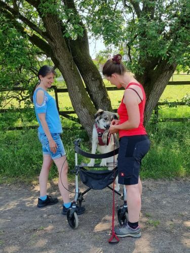 Sommerkurs 2023 Bild 38 TRAINING SACRED DOG