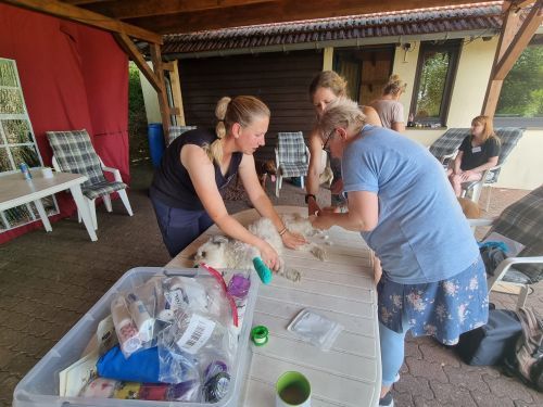 Sommerkurs 2023 Bild 54 TRAINING SACRED DOG