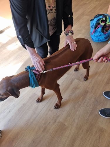 Sommerkurs 2023 Bild 55 TRAINING SACRED DOG