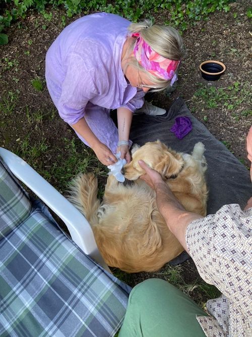 Sommerkurs 2024 Bild 42  TRAINING SACRED DOG