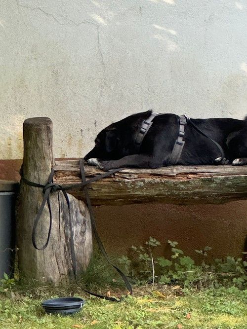 Sommerkurs 2024 Bild 77 TRAINING SACRED DOG