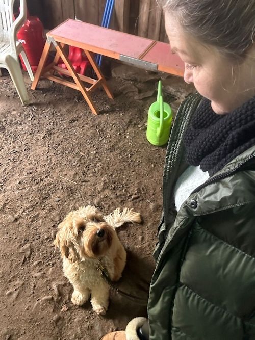 Winterkurs 204/2025 Bild 5 TRAINING SACRED DOG