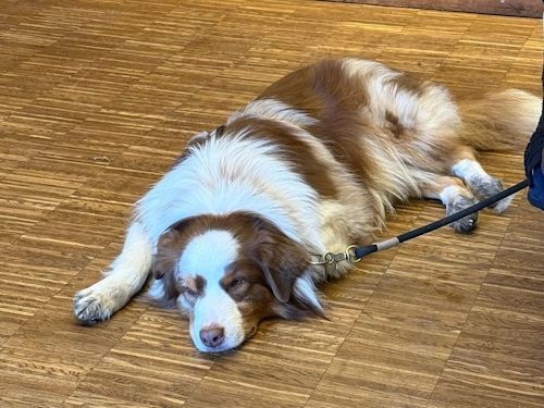 Sommerkurs 2024 Bild 83 TRAINING SACRED DOG