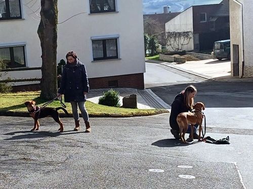 Sommerkurs 2025 TRAINING SACRED DOG Teilnehmende Menschen und Hunde Bild 8