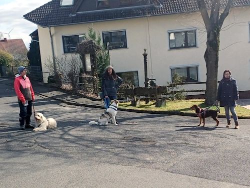 Sommerkurs 2025 TRAINING SACRED DOG Teilnehmende Menschen und Hunde Bild 5