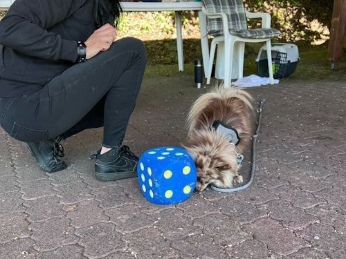 Sommerkurs 2025 TRAINING SACRED DOG Teilnehmende Menschen und Hunde Bild 14