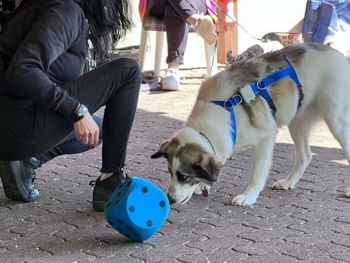 Sommerkurs 2025 TRAINING SACRED DOG Teilnehmende Menschen und Hunde Bild 15