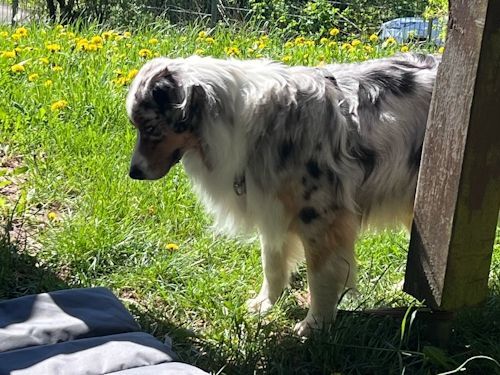 Sommerkurs 2025 TRAINING SACRED DOG Teilnehmende Menschen und Hunde Bild 17