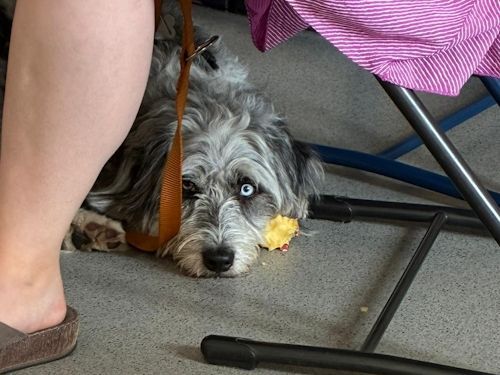 Sommerkurs 2025 TRAINING SACRED DOG Teilnehmende Menschen und Hunde Bild 45