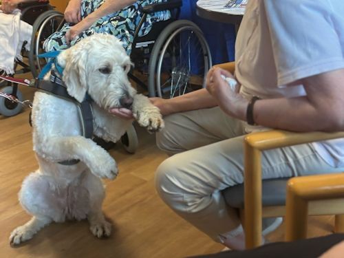 Sommerkurs 2025 TRAINING SACRED DOG Teilnehmende Menschen und Hunde Bild 52