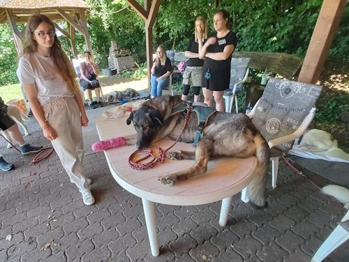 Sommerkurs 2025 TRAINING SACRED DOG Teilnehmende Menschen und Hunde Bild 58