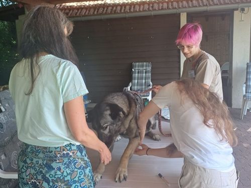 Sommerkurs 2025 TRAINING SACRED DOG Teilnehmende Menschen und Hunde Bild 57