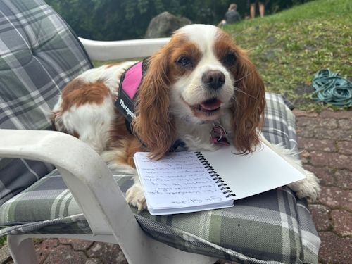 Sommerkurs 2025 TRAINING SACRED DOG Teilnehmende Menschen und Hunde Bild 65