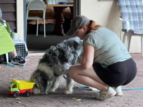 Sommerkurs 2025 TRAINING SACRED DOG Teilnehmende Menschen und Hunde Bild 71