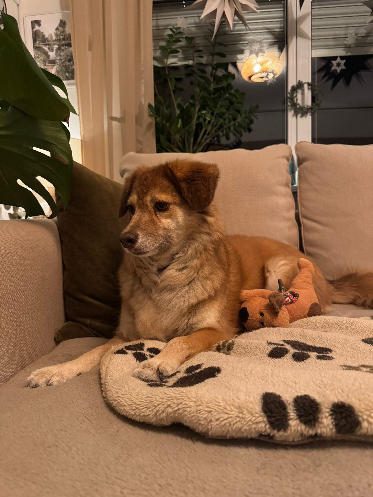 Hündin Kaya aus dem Tierschutz