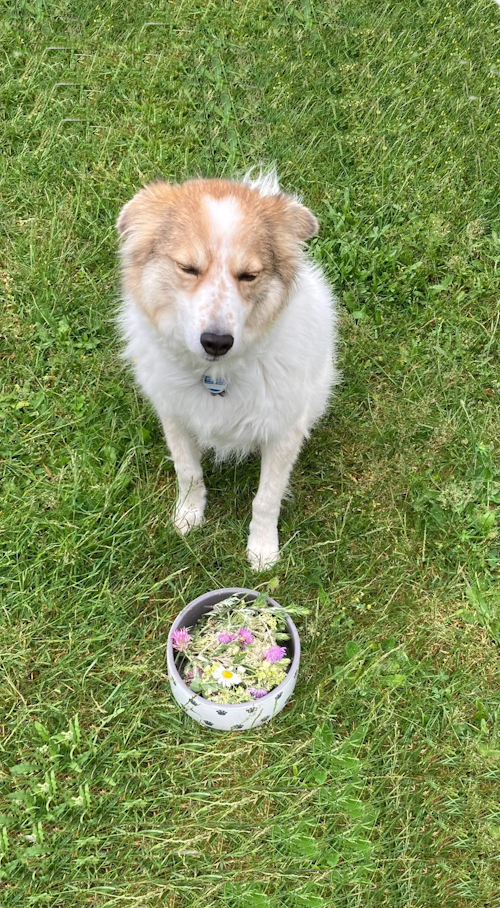 Runa vor Fressnapf mit Kräutern