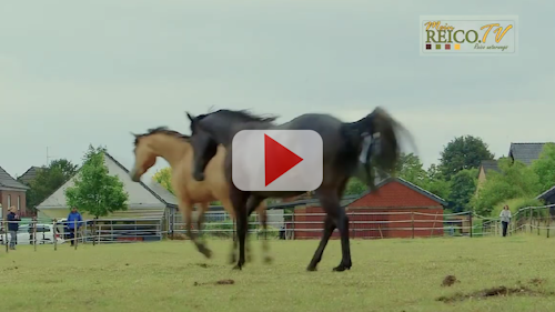 Reico Pferd Vorschau Video