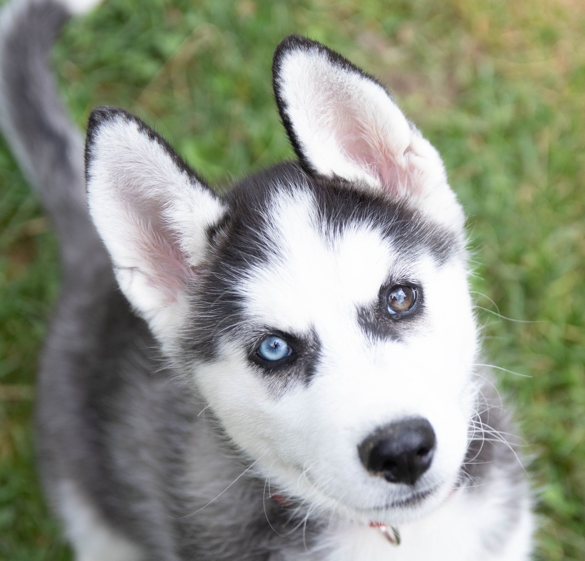 Bei Notfällen/Fragen anrufen telefonischer Beratungsservice, Notfall, Fragen