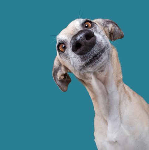 Dankeschön, Spende, Danke, Tierheim Kapfenberg, Bezirk Bruck-Mürzzuschlag