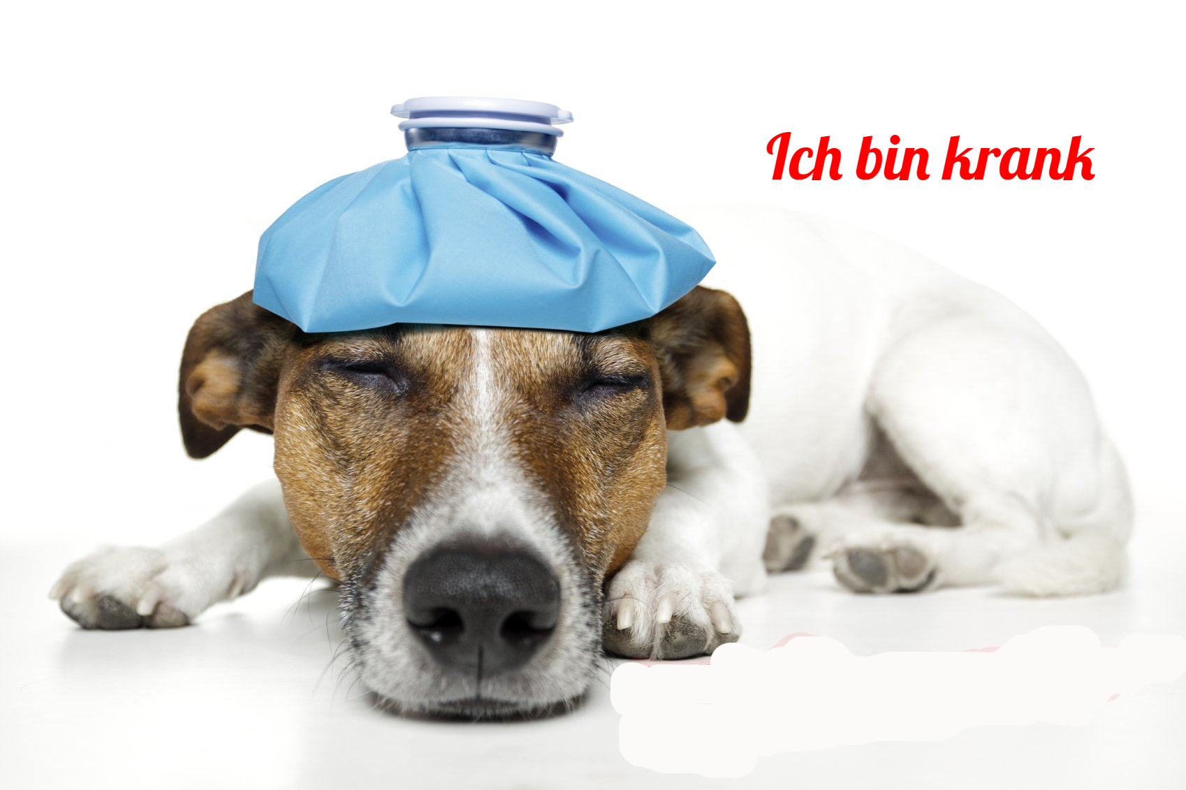 Wir begleiten Ihren Liebling zum Tierarzt