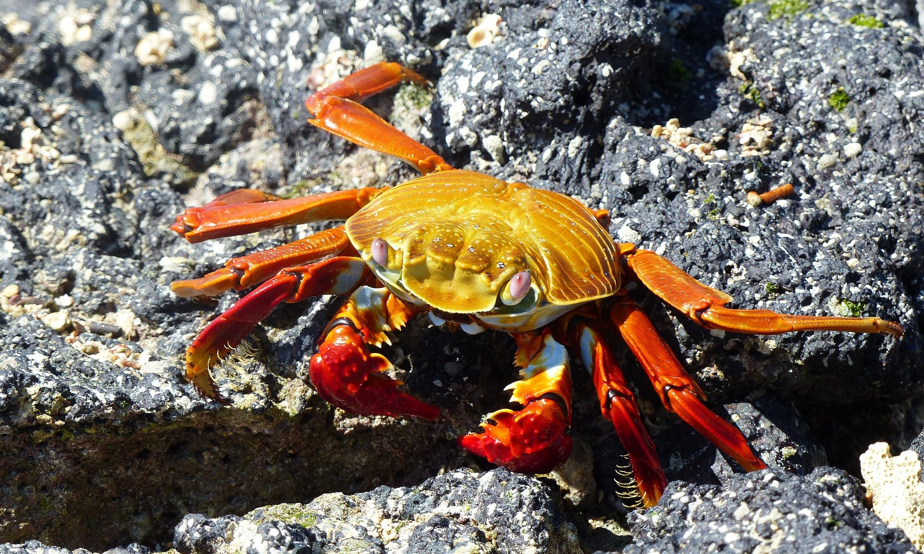 Tierkreiszeichen Krebs Fürsorge Empathie Horoskop