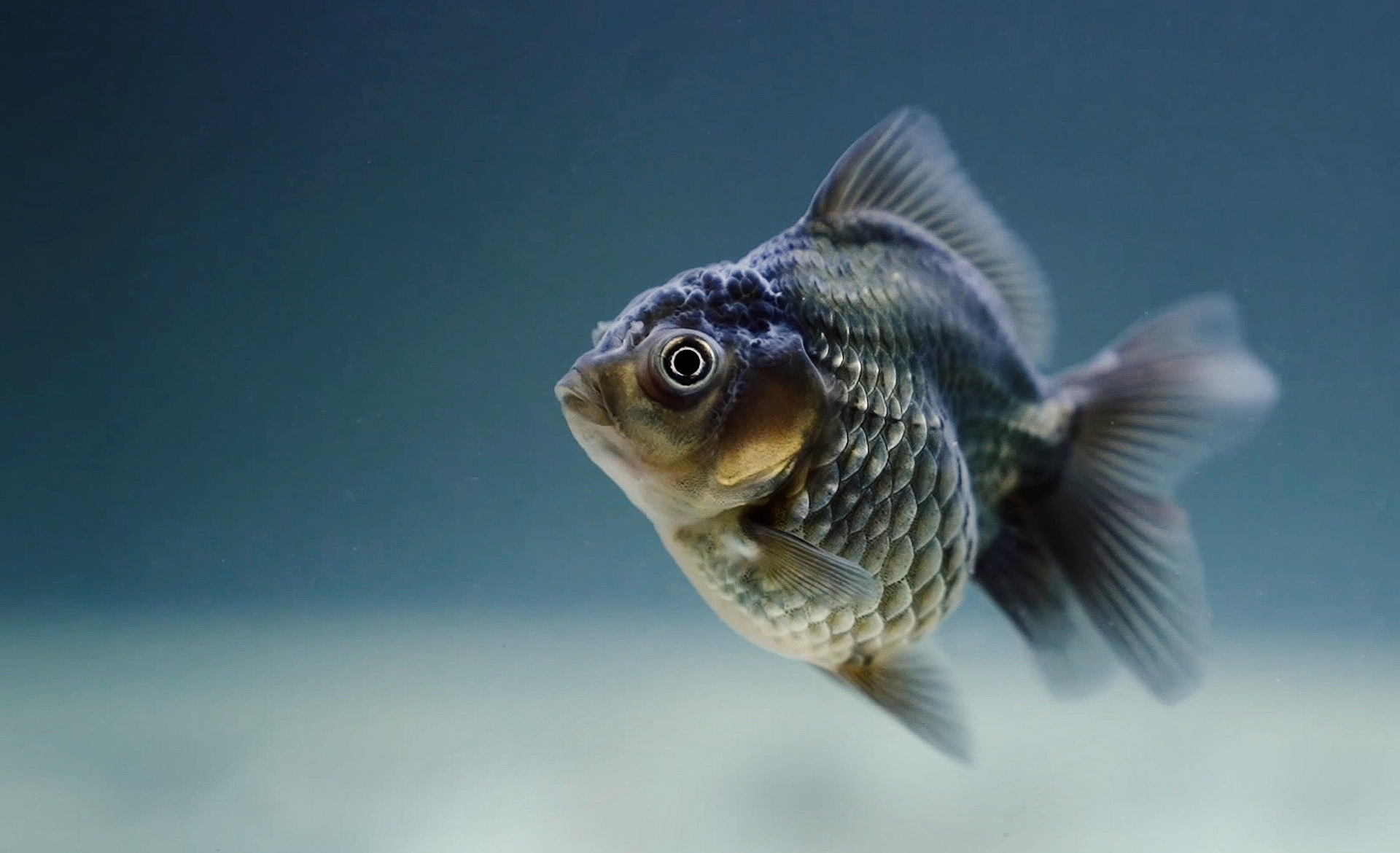 Tierkreiszeichen Fische Horoskop Phantasie Emotionen