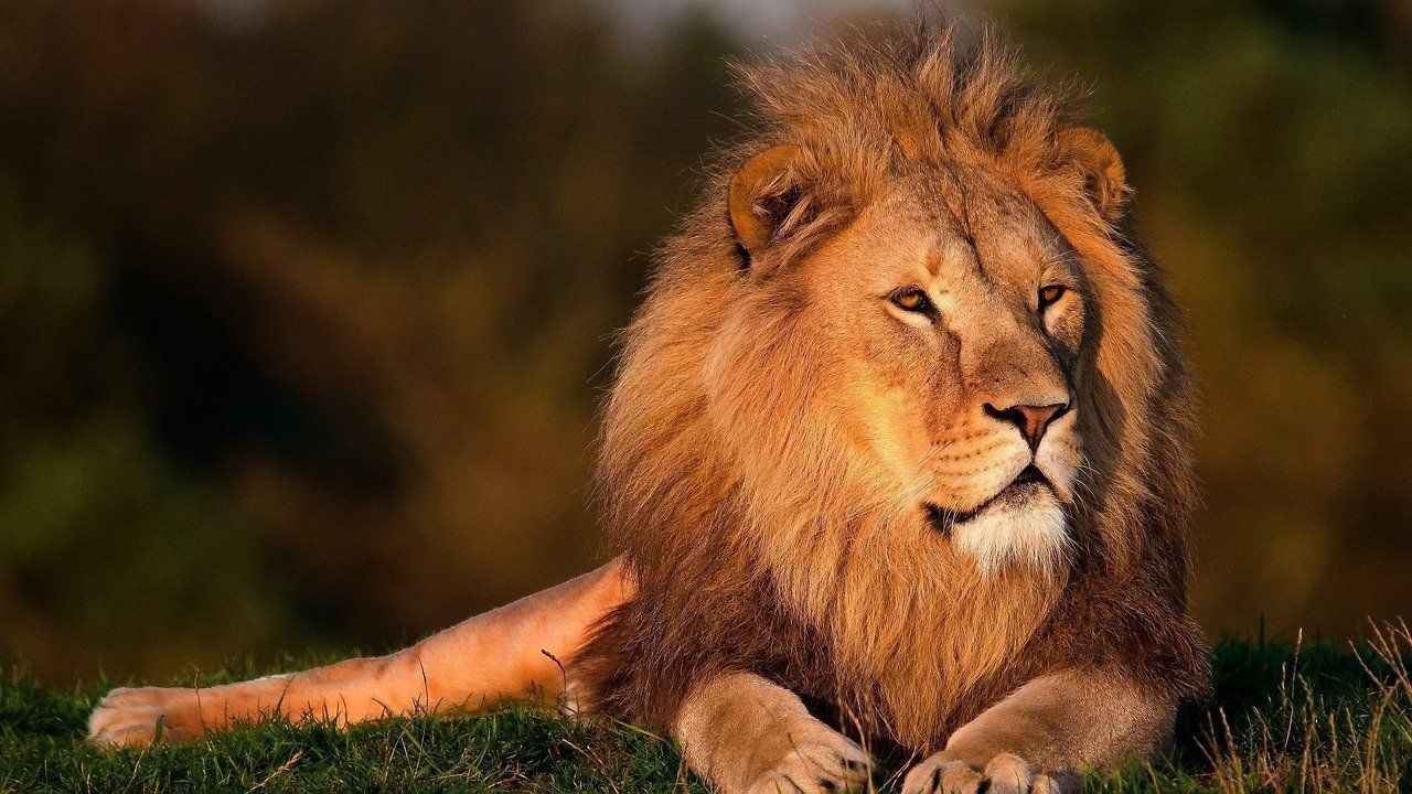 Tierkreiszeichen Löwe Horoskop