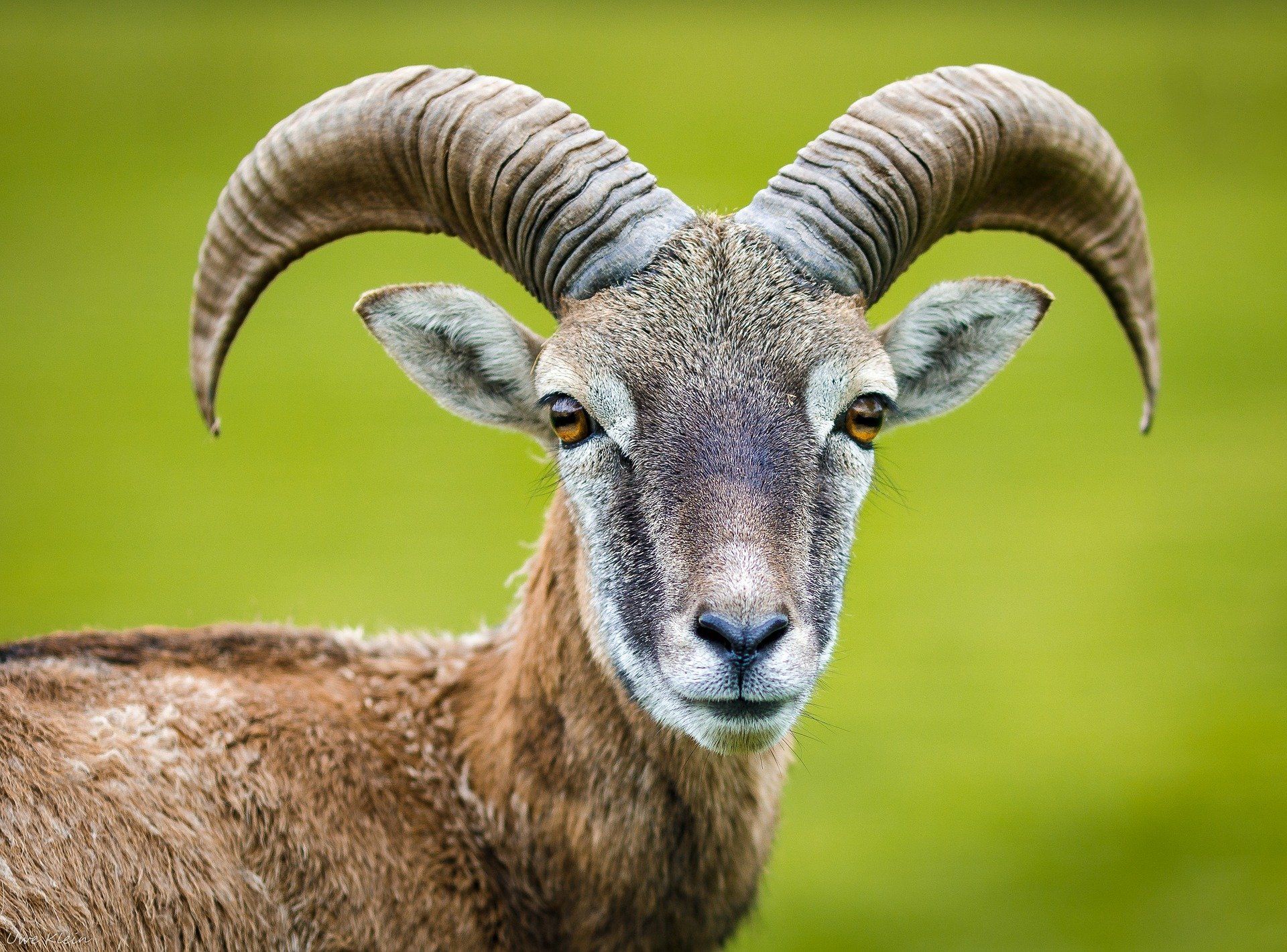 Tierkreiszeichen Steinbock Ausdauer Disziplin