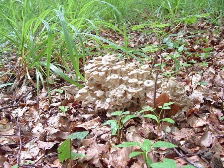 Eichhase - ein köstlicher Vitalpilz