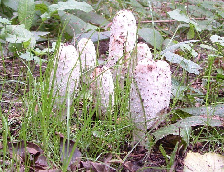 Schopftintling in Thüringen