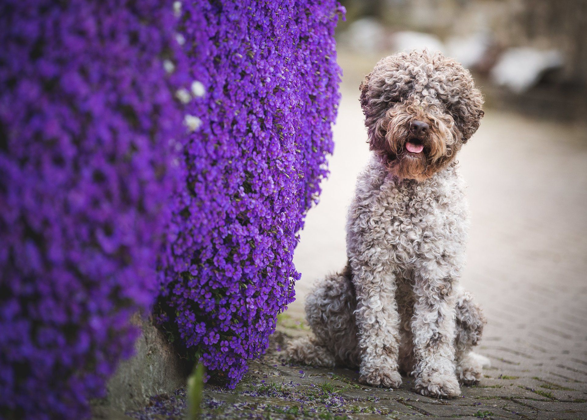 Trüffel-Lehrling ab 4. Monat