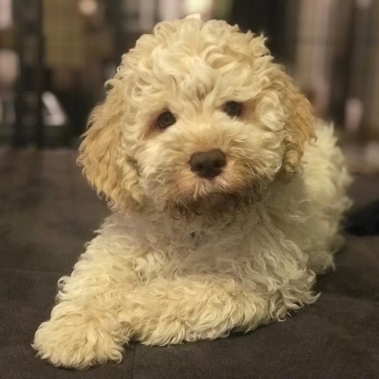 Aba - Tochter von Jette Alba eine weiße Lagottohündin