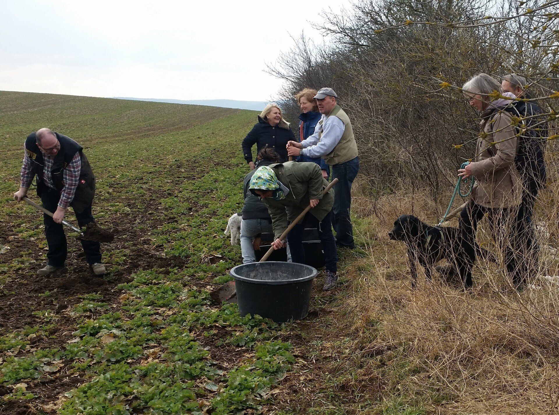 Mutterboden für die Trüffelanzucht wird gesammelt