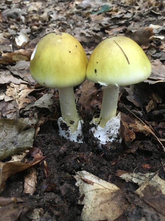 Grüner Knollenblätterpilz - der gefährlichste Giftpilz