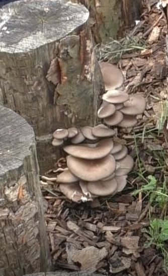 Austernseitling ab Rotbuchenstämmen