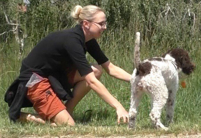 Hündin in der Hitze folgt den Hormonen