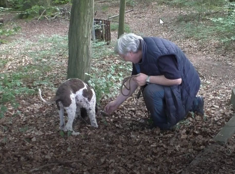 Trüffelfund bei Hainbuche mit Lagotto