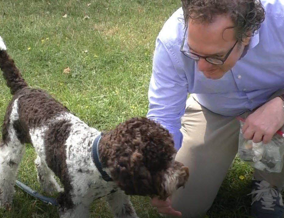 Mann trainiert seinen Lagotto