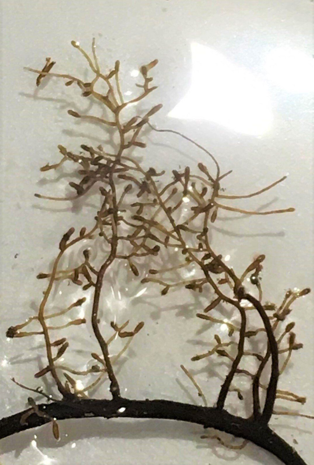 Mykorrhiza der Burgundertrüffel an Baumhasel