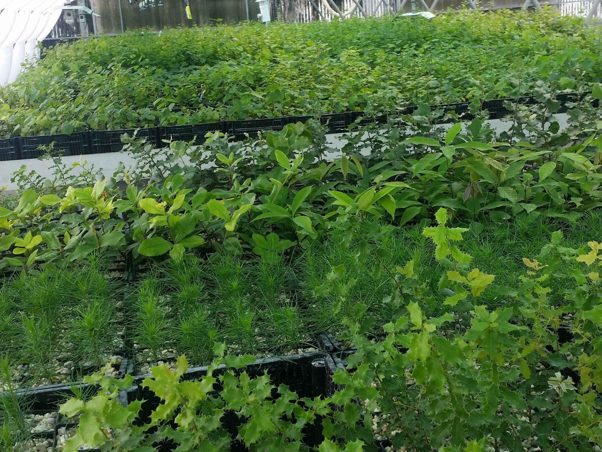 Blick in ein Gewächshaus einer  Baumschule für Trüffelzucht