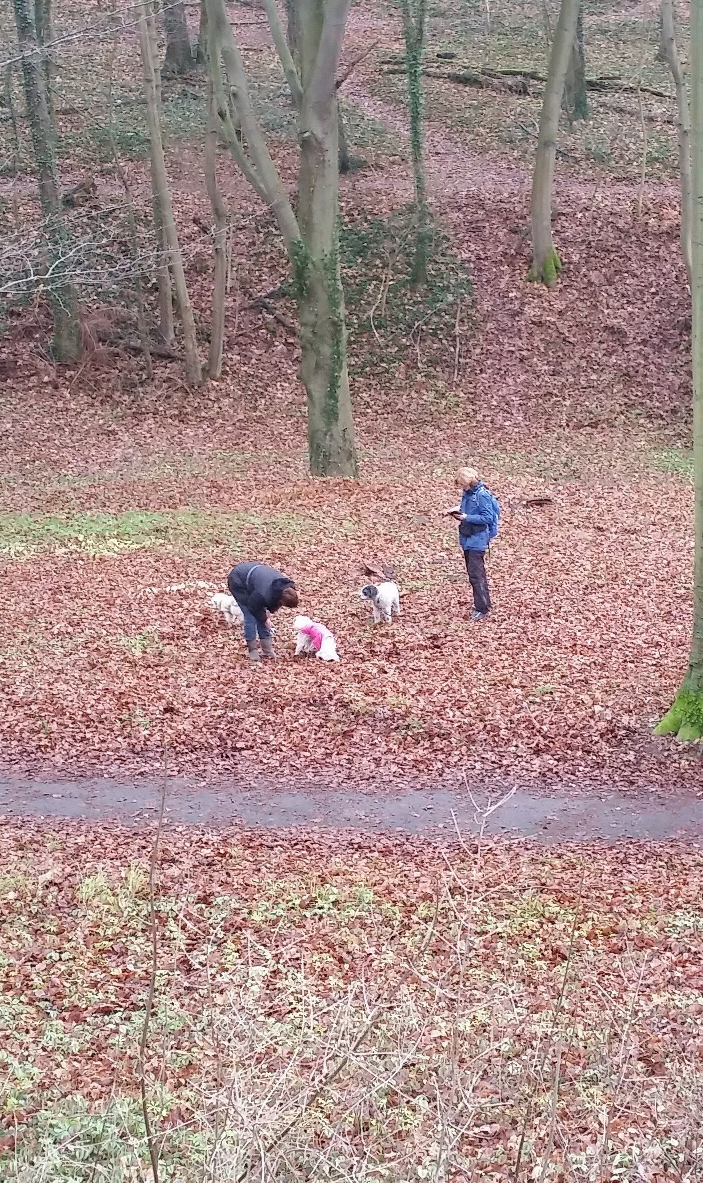 Eine Trüffelstelle im Buchenwald wird kartiert